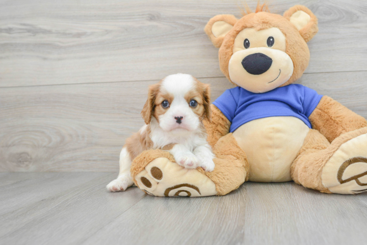 Cavalier King Charles Spaniel Puppy for Adoption