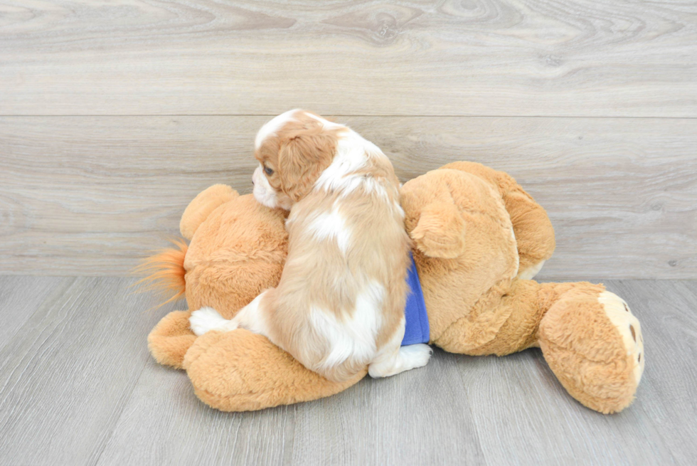 Energetic Cavalier King Charles Spaniel Purebred Puppy