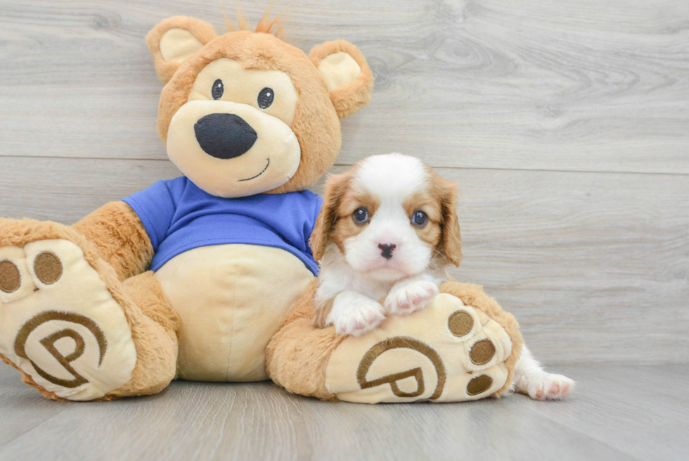 Cavalier King Charles Spaniel Pup Being Cute