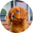 Cavalier King Charles Spaniel Puppy For Sale - Simply Southern Pups