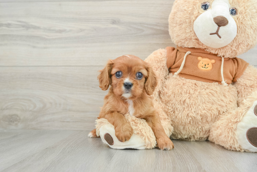 Cavalier King Charles Spaniel Puppy for Adoption