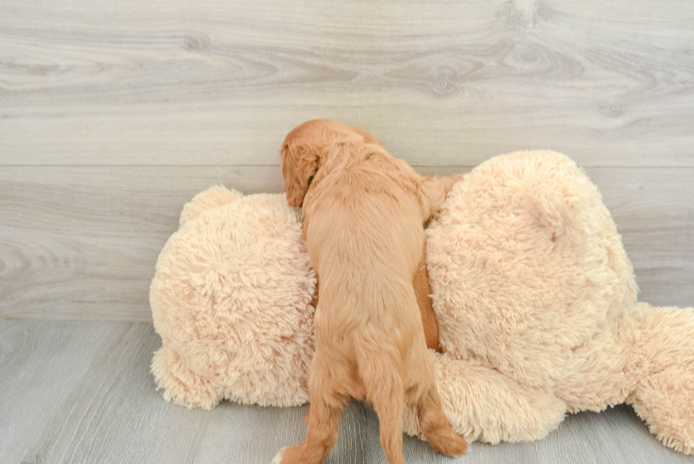Akc Registered Cavalier King Charles Spaniel Baby