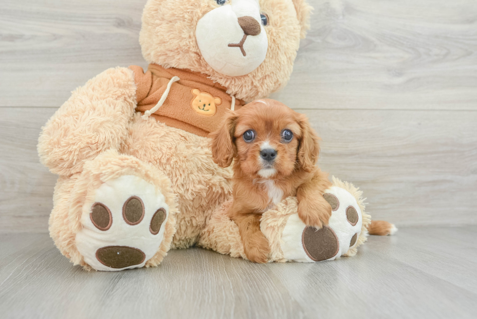 Best Cavalier King Charles Spaniel Baby