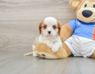 5 week old Cavalier King Charles Spaniel Puppy For Sale - Simply Southern Pups