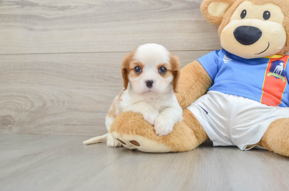 5 week old Cavalier King Charles Spaniel Puppy For Sale - Simply Southern Pups