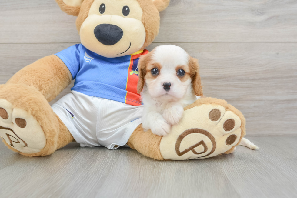 Best Cavalier King Charles Spaniel Baby