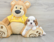 6 week old Cavalier King Charles Spaniel Puppy For Sale - Simply Southern Pups