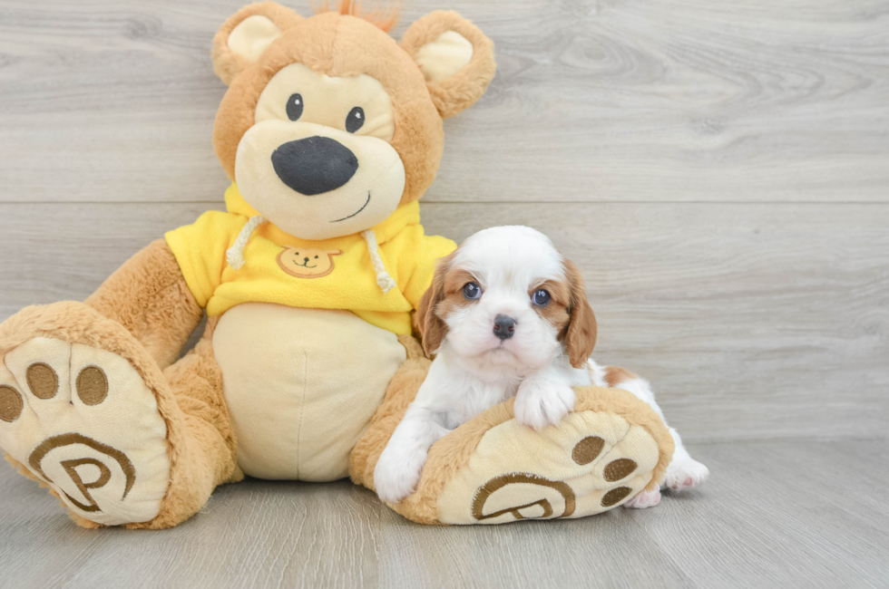 6 week old Cavalier King Charles Spaniel Puppy For Sale - Simply Southern Pups