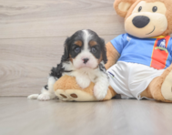 5 week old Cavalier King Charles Spaniel Puppy For Sale - Simply Southern Pups
