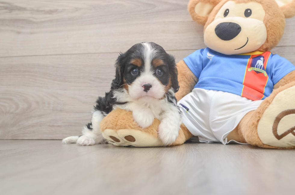 6 week old Cavalier King Charles Spaniel Puppy For Sale - Simply Southern Pups