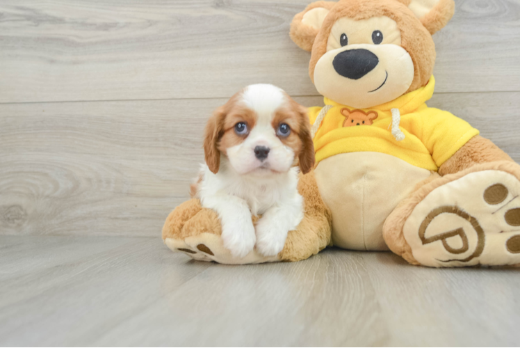 Cavalier King Charles Spaniel Puppy for Adoption