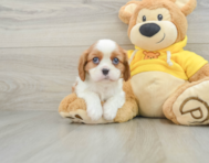 6 week old Cavalier King Charles Spaniel Puppy For Sale - Simply Southern Pups