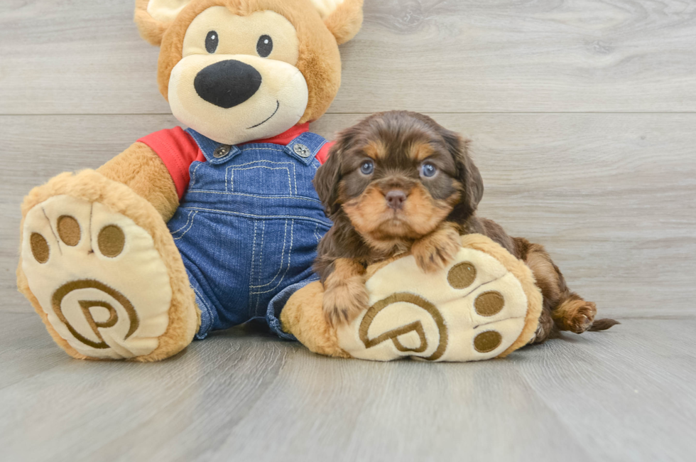 5 week old Cavalier King Charles Spaniel Puppy For Sale - Simply Southern Pups