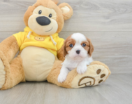 6 week old Cavalier King Charles Spaniel Puppy For Sale - Simply Southern Pups