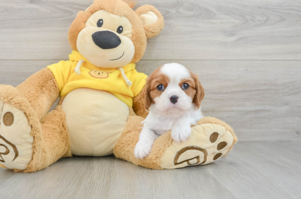6 week old Cavalier King Charles Spaniel Puppy For Sale - Simply Southern Pups
