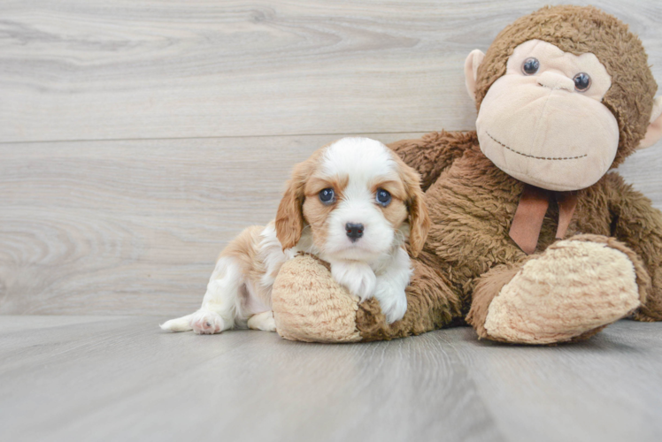 Best Cavalier King Charles Spaniel Baby