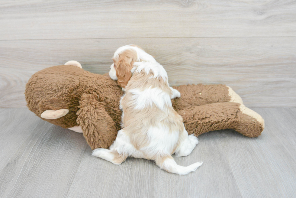 Cavalier King Charles Spaniel Pup Being Cute
