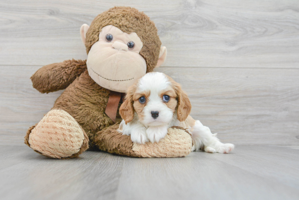 Akc Registered Cavalier King Charles Spaniel Baby