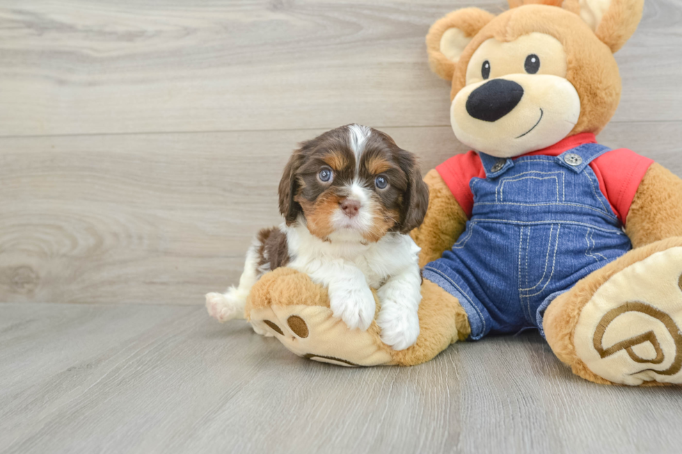 Little Cavalier King Charles Spaniel Baby