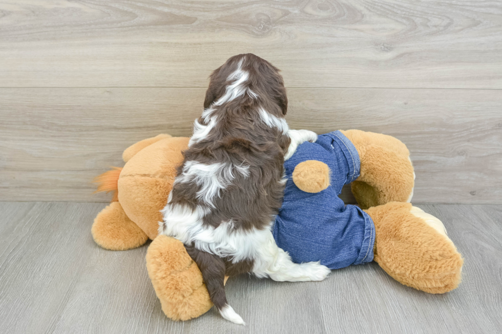 Energetic Cavalier Purebred Puppy