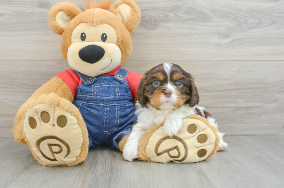 5 week old Cavalier King Charles Spaniel Puppy For Sale - Simply Southern Pups