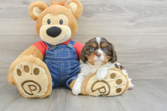 Funny Cavalier King Charles Spaniel Purebred Pup