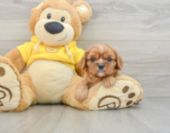 6 week old Cavalier King Charles Spaniel Puppy For Sale - Simply Southern Pups