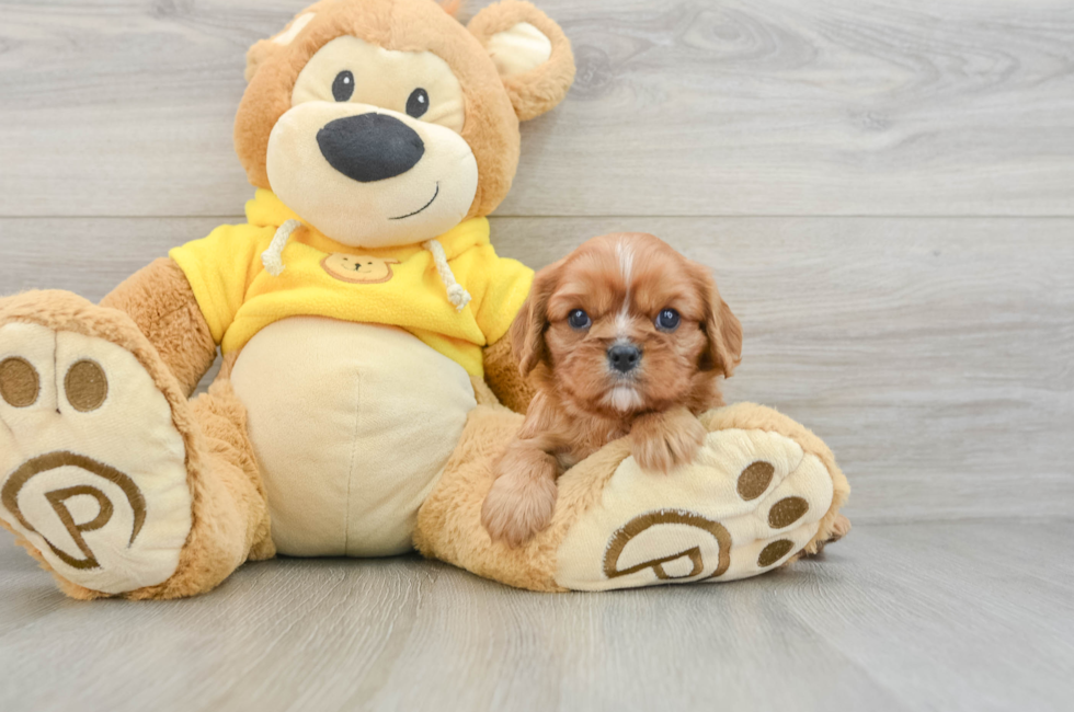 6 week old Cavalier King Charles Spaniel Puppy For Sale - Simply Southern Pups
