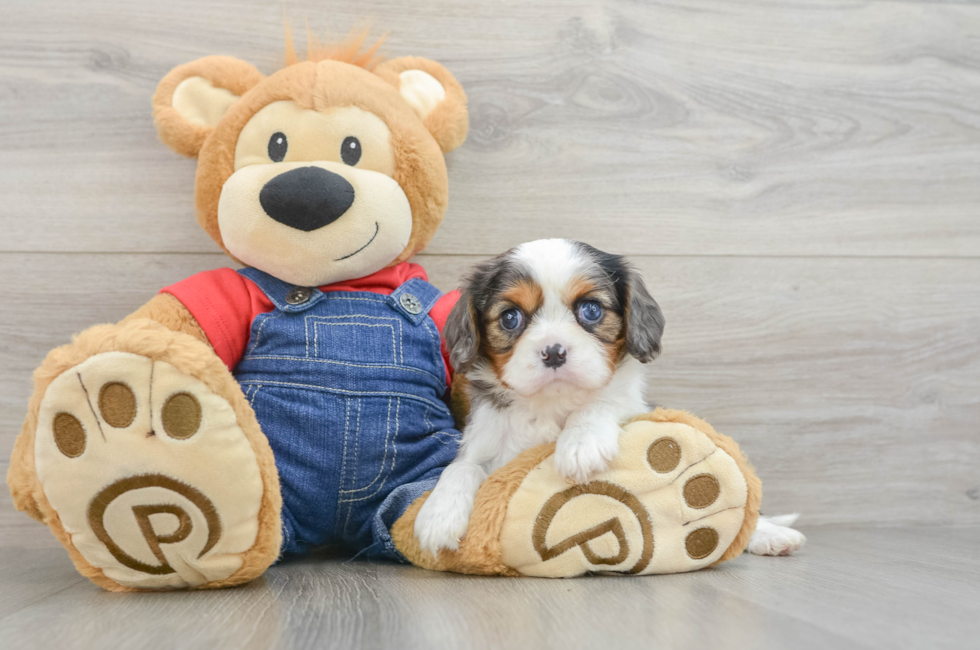 6 week old Cavalier King Charles Spaniel Puppy For Sale - Simply Southern Pups