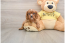 Cavalier King Charles Spaniel Puppy for Adoption