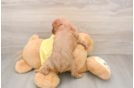Little Cavalier King Charles Spaniel Baby