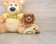 6 week old Cavalier King Charles Spaniel Puppy For Sale - Simply Southern Pups