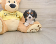 6 week old Cavalier King Charles Spaniel Puppy For Sale - Simply Southern Pups