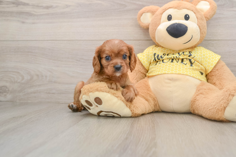 Best Cavalier King Charles Spaniel Baby