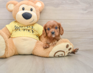 6 week old Cavalier King Charles Spaniel Puppy For Sale - Simply Southern Pups