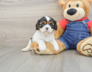 6 week old Cavalier King Charles Spaniel Puppy For Sale - Simply Southern Pups