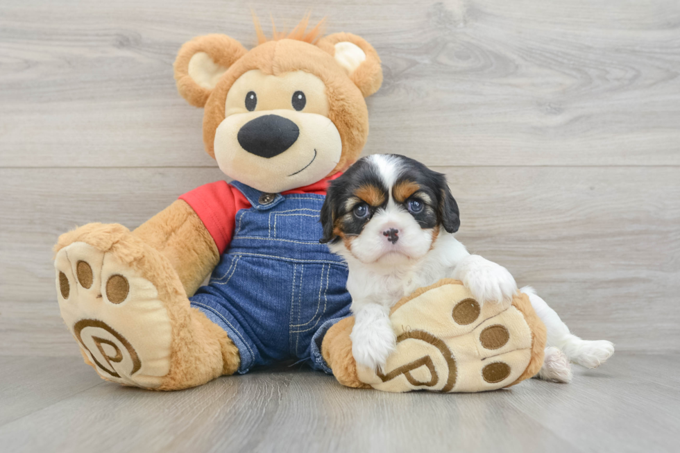 Cavalier King Charles Spaniel Puppy for Adoption