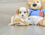 6 week old Cavalier King Charles Spaniel Puppy For Sale - Simply Southern Pups