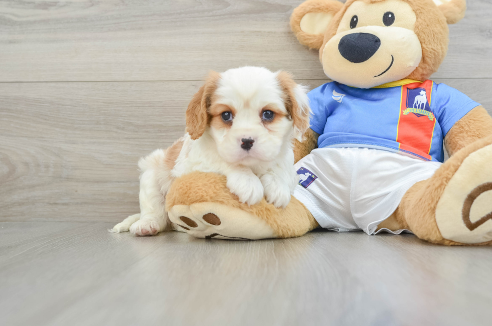 9 week old Cavalier King Charles Spaniel Puppy For Sale - Simply Southern Pups