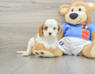 6 week old Cavalier King Charles Spaniel Puppy For Sale - Simply Southern Pups