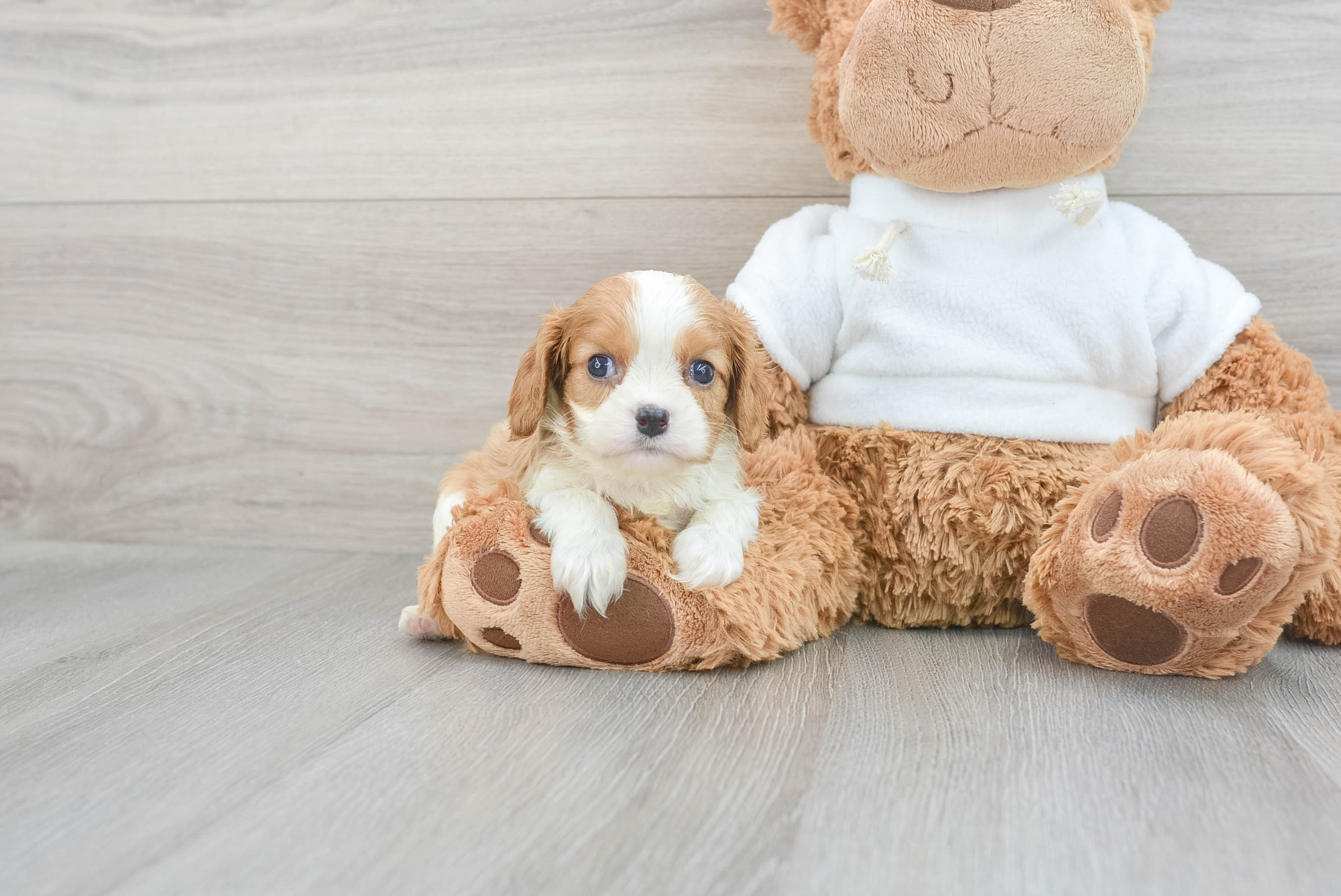 Kingston spaniel best sale