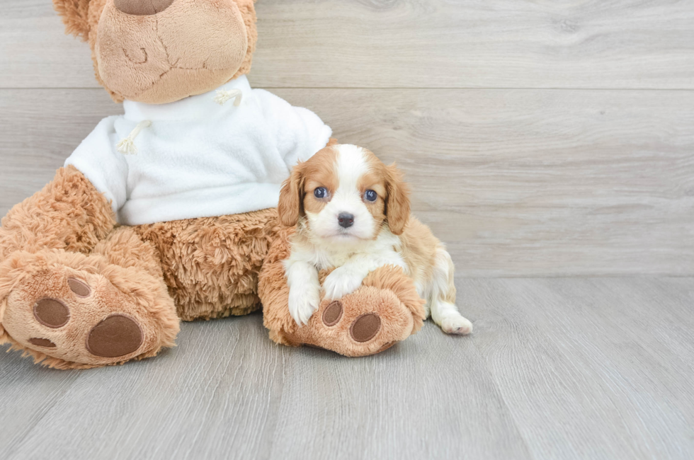 6 week old Cavalier King Charles Spaniel Puppy For Sale - Simply Southern Pups