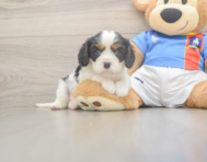 5 week old Cavalier King Charles Spaniel Puppy For Sale - Simply Southern Pups