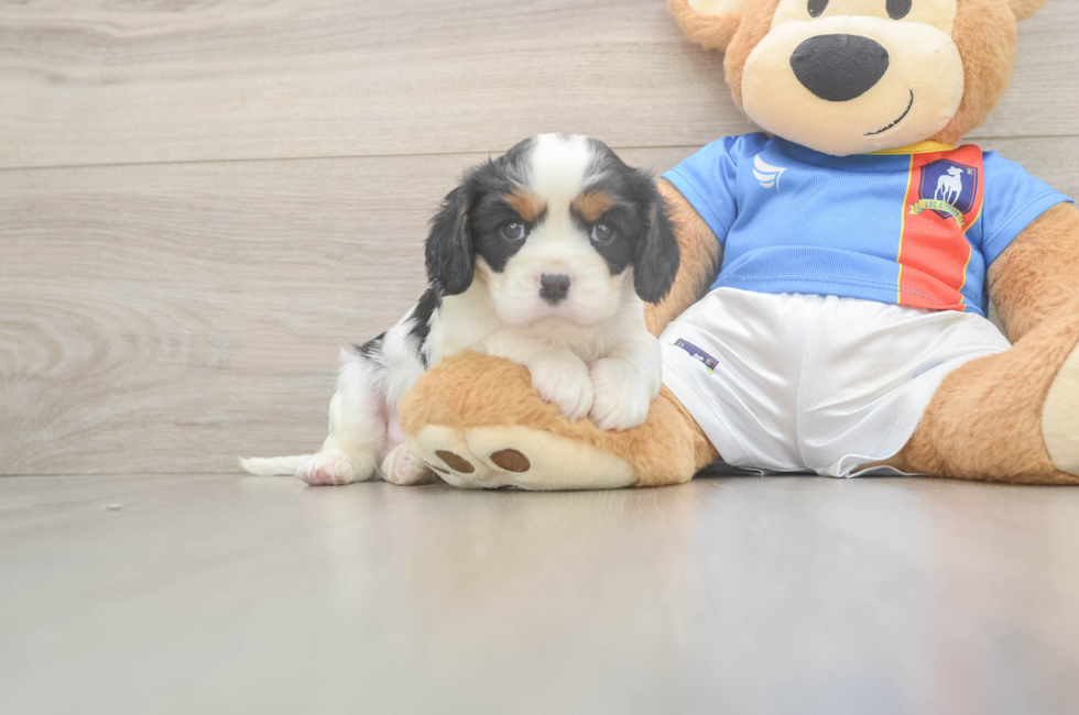 5 week old Cavalier King Charles Spaniel Puppy For Sale - Simply Southern Pups