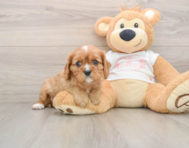5 week old Cavalier King Charles Spaniel Puppy For Sale - Simply Southern Pups