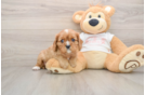 Funny Cavalier King Charles Spaniel Baby