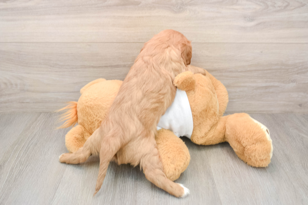 Cavalier King Charles Spaniel Puppy for Adoption