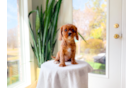 Cute Cavalier King Charles Spaniel Purebred Pup
