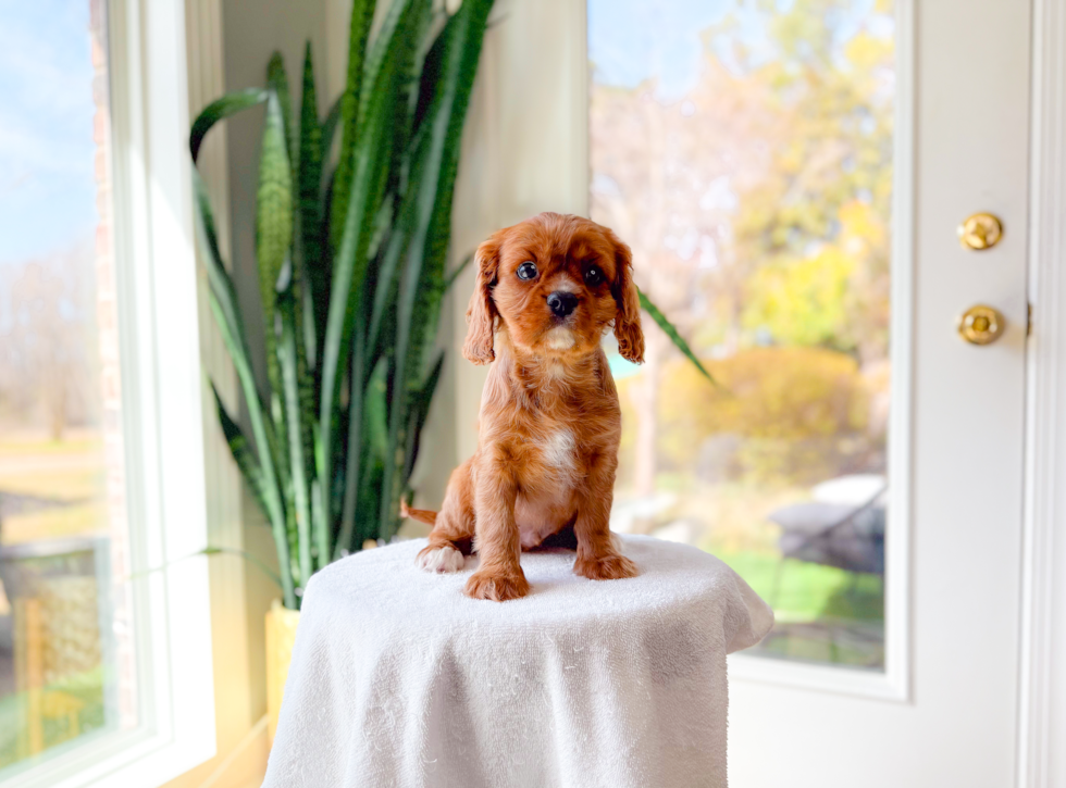 Cute Cavalier King Charles Spaniel Purebred Pup