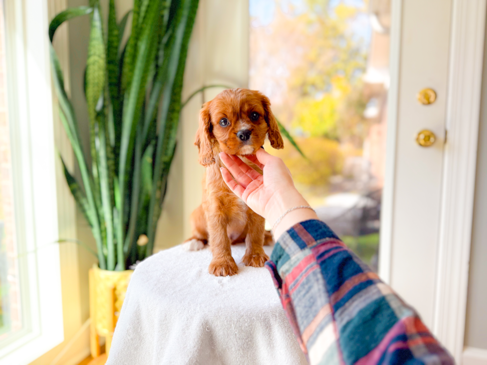 Cute Cavalier King Charles Spaniel Baby